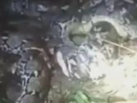 Mổ bụng trăn dài 7,8 mét, người dân sốc nặng khi chứng kiến cảnh tượng "nổi da gà"