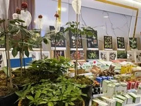 Phát triển dược liệu và thuốc từ cây sâm Ngọc Linh