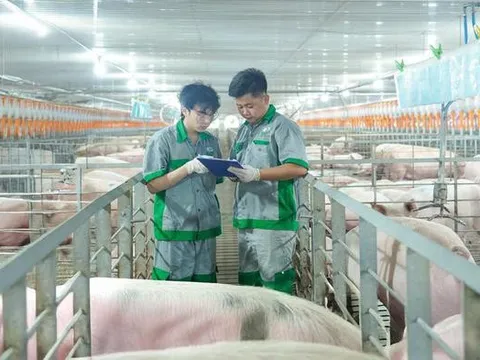 Doanh thu quý II/2026 của BAF tăng 54%, lợi nhuận giảm một nửa