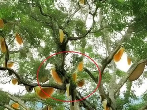 Nhìn lên cây sung cổ thụ, người dân sửng sốt chứng kiến cảnh tượng "nổi da gà"