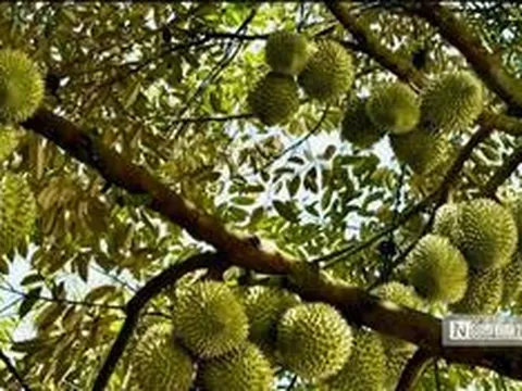 Chính phủ sửa loạt quy định về cấp mã số vùng trồng nông sản, cơ sở đóng gói