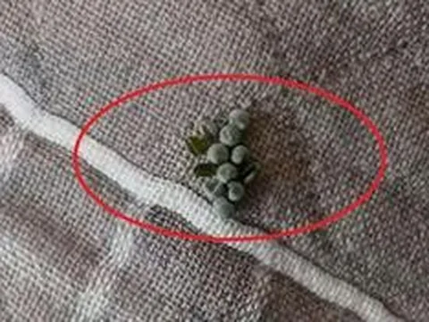 Vừa ngủ dậy, người đàn ông sửng sốt khi chứng kiến cảnh tượng "nổi da gà" trên gối