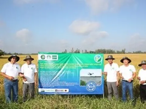 Cần Thơ: Từ ruộng lúa lãi gần 30 triệu đồng/ha đến vùng nguyên liệu lớn