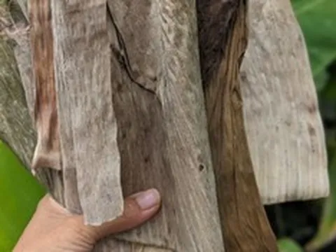 Loại lá rụng đầy vườn ở Việt Nam, "trời Tây" bán gần nửa triệu đồng/chiếc vẫn có người mua