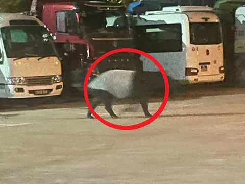 Đang đi dạo, người dân bỗng phát hiện cảnh tượng "nổi da gà" liền bỏ chạy