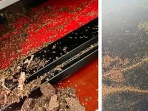 Cất tiền trong két sắt, người phụ nữ "suýt ngất" trước cảnh tượng đáng sợ bên trong