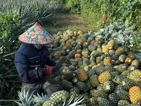 Rau quả Việt bứt tốc tại thị trường EU và xác lập những kỷ lục mới