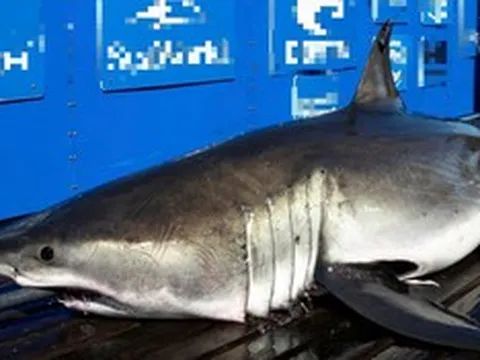 Phát hiện con cá "khổng lồ" nặng gần 700 kg