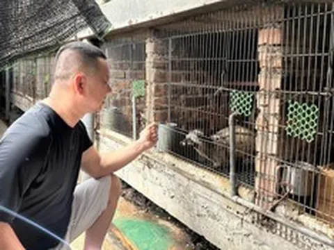 Từng mất trắng hàng trăm con chồn, anh nông dân xứ Nghệ làm lại và thu 2 tỷ đồng/năm