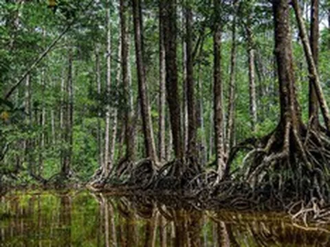 Phê duyệt Đề án Phục hồi và tăng cường bảo tồn các vùng đất ngập nước quan trọng