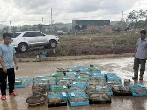 Khởi tố người đàn ông về tội buôn lậu 105 cá thể dúi