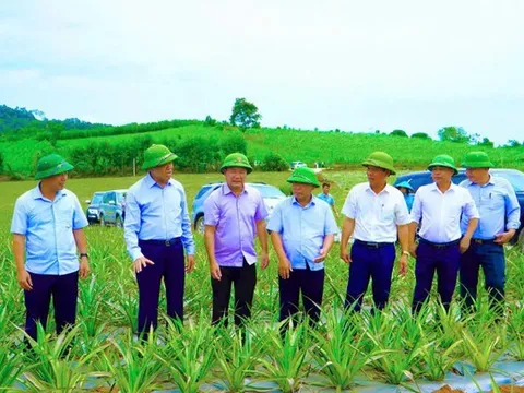 Nghệ An: Phát triển vùng nguyên liệu dứa và những chính sách hỗ trợ