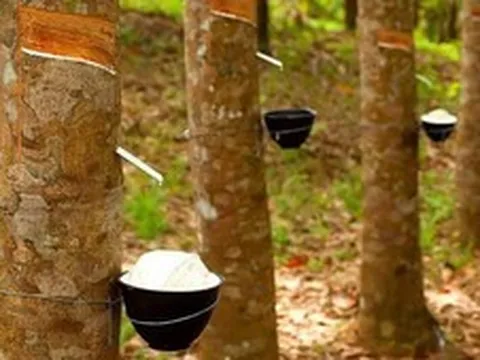 Thị trường tín chỉ carbon: Cơ hội tăng giá trị xuất khẩu cho cao su Việt Nam