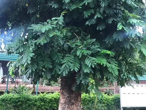 Giá mà cây biết nói?