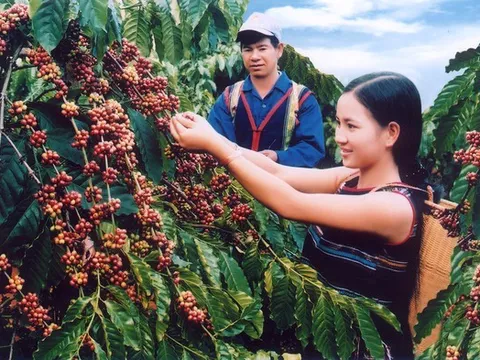 Doanh thu trái chiều, lợi nhuận ngành cà phê quý II/2026 phân hóa