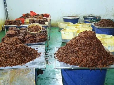 Triệt phá đường dây sản xuất hành chục tấn khô bò giả, doanh thu 21 tỷ đồng