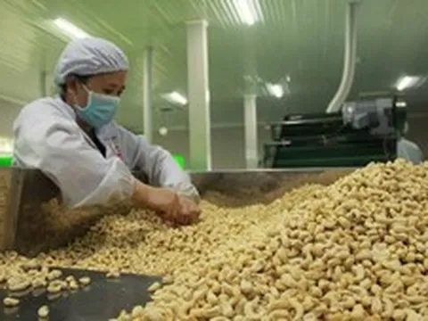 Ngành điều: Gỡ vướng nguyên liệu, làm tròn thương hiệu