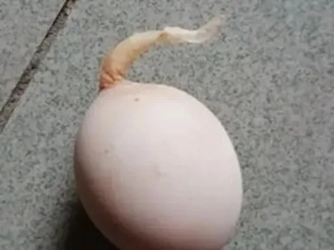 Quả trứng gà kỳ lạ mọc "đuôi" dài 5 cm