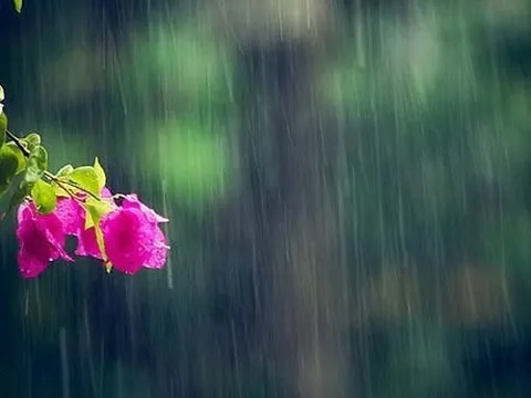 Mưa mùa hạ