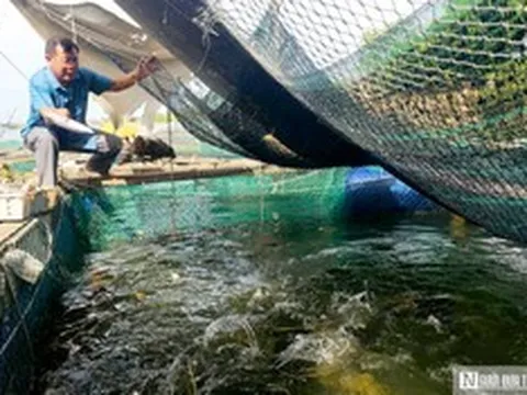 Nỗi lo đằng sau những lồng cá bạc tỷ trên sông Gianh