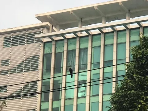Bồ câu trên phố