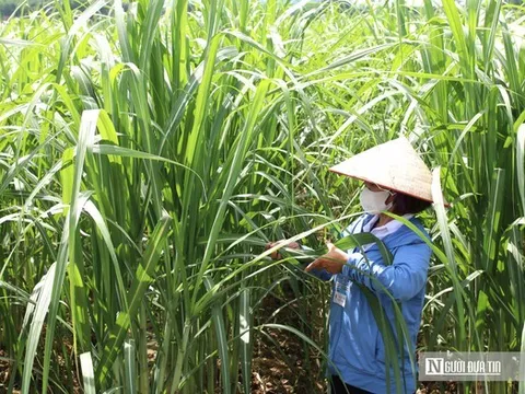 Để nông sản quê nhà “xuất ngoại”, nhà nông phải thay đổi