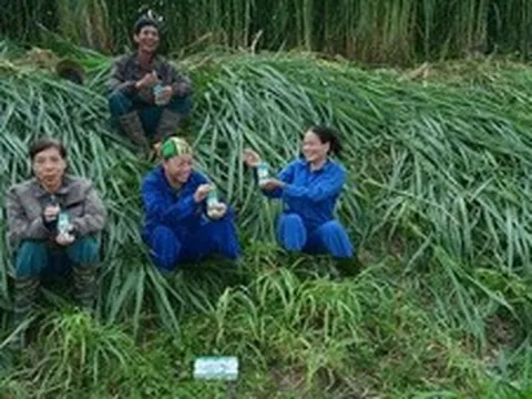 'Thổ nhưỡng vàng' Tuyên Quang làm nên chất lượng sữa tươi Kun