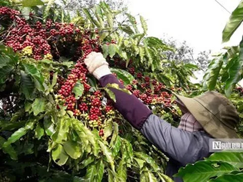 Cà phê Gia Lai chạy đua với EUDR