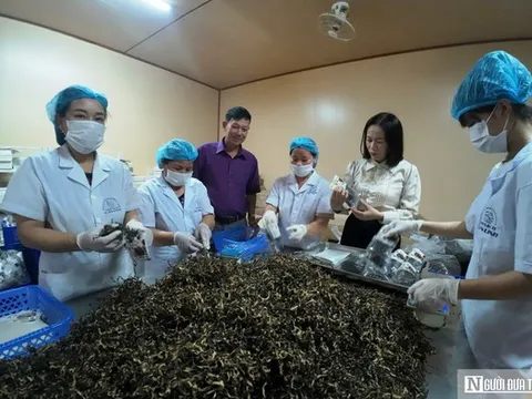 Từ những bịch phôi nấm đến chuỗi sản xuất hàng triệu bịch mỗi năm