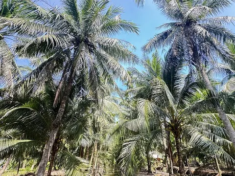 Sát hại vợ rồi trèo lên cây dừa trốn, người đàn ông ngã xuống đất nguy kịch
