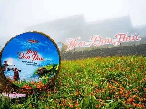 Choáng ngợp thảm hoa dơn thóc trên đỉnh Fansipan
