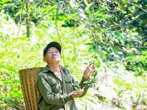 Trồng táo mèo trên núi đá, trao “cần câu” giúp người dân vùng cao thoát nghèo