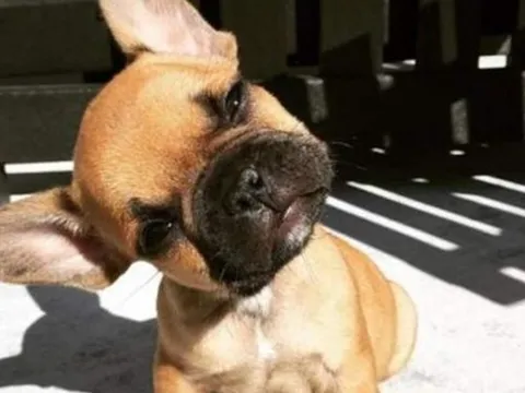 Vì sao chó hay nghiêng đầu khi nghe chủ gọi? Bí mật thú vị phía sau