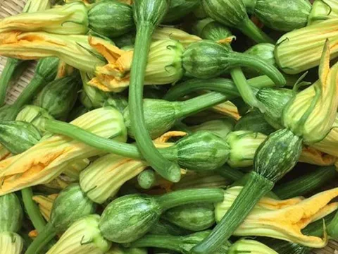 Lý do không nên ăn bông bí, dưa chuột có vị đắng