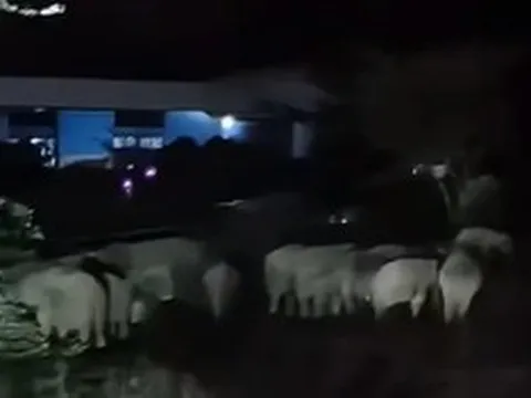 Nhìn ra vườn giữa đêm, cả làng sửng sốt trước cảnh tượng "đáng sợ"