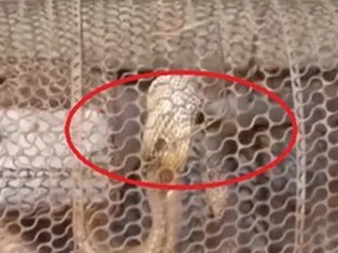 Đặt bẫy bắt chuột, sáng ra cả nhà "đứng hình" vì thứ đáng sợ bên trong