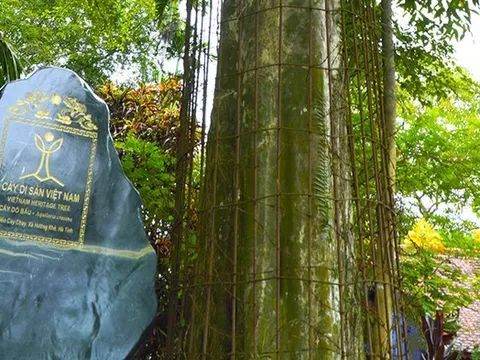 Phát huy di sản “cây trầm tổ” hơn 500 năm tuổi được bảo vệ như báu vật ở Hà Tĩnh