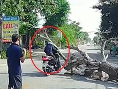 Công an triệu tập người cưa cây làm chết người đi đường