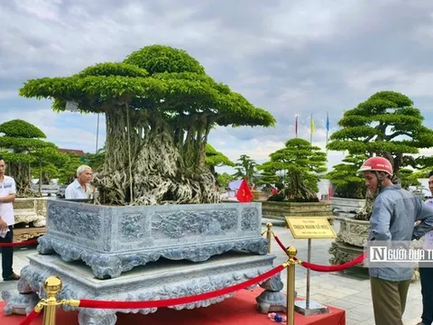 Trriển lãm cây cảnh ở Quảng Ngãi hút khách, một gốc "Thạch nham cổ mộc" được định giá 6,5 tỷ đồng