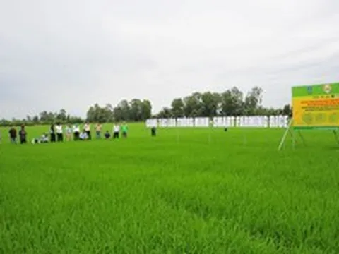 Từ mái nhà máy đến ruộng vườn: Hành trình chuyển đổi xanh toàn diện của Phân bón Bình Điền