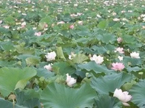 Nâng cao giá trị cây sen, mở hướng phát triển nông nghiệp đa giá trị