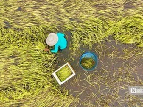 Đằm mình giữa đồng nước cứu lúa sau mưa lớn