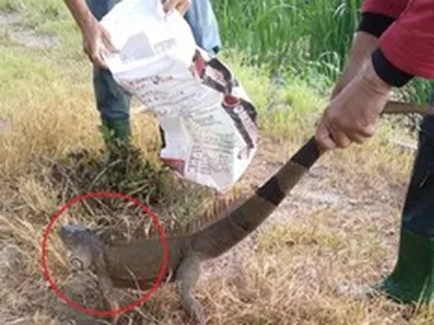 Đang cuốc ruộng, người dân phát hiện cảnh tưởng "nổi da gà" trong bụi cây