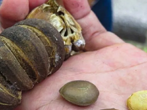 "14 học sinh nhập viện vì ăn hạt cây ngô đồng"