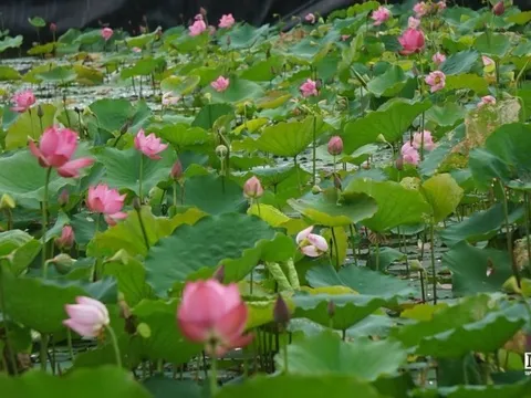 "Hoa sen rực nở, thơm ngát trên quê hương Bác Hồ"
