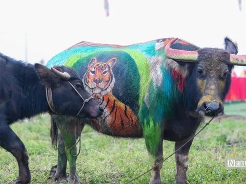 Độc đáo trâu hoá hổ trong Lễ hội Tịch điền Đọi Sơn