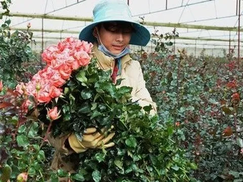 Vì sao giá hoa hồng Đà Lạt tăng đột biến trong dịp Valentine năm nay?