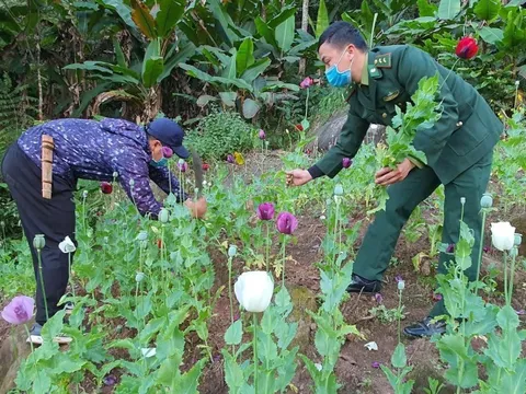 Điện Biên: Phát hiện 2 nương thuốc phiện nằm sâu trong núi