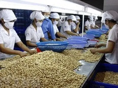 Nhiều DN xuất khẩu điều có nguy cơ mất hàng trăm triệu USD: Thủ tướng chỉ đạo khẩn trương tháo gỡ