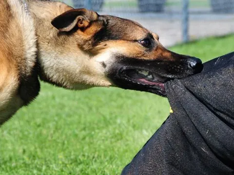 Nuôi chó cắn chết người: Chuyện không còn nhỏ